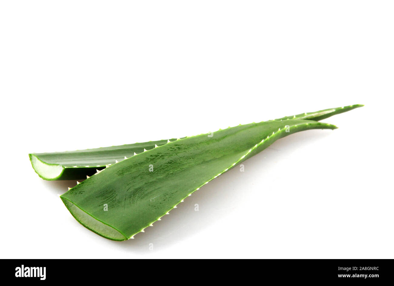 Aloe Vera sobre fondo blanco. Foto de stock