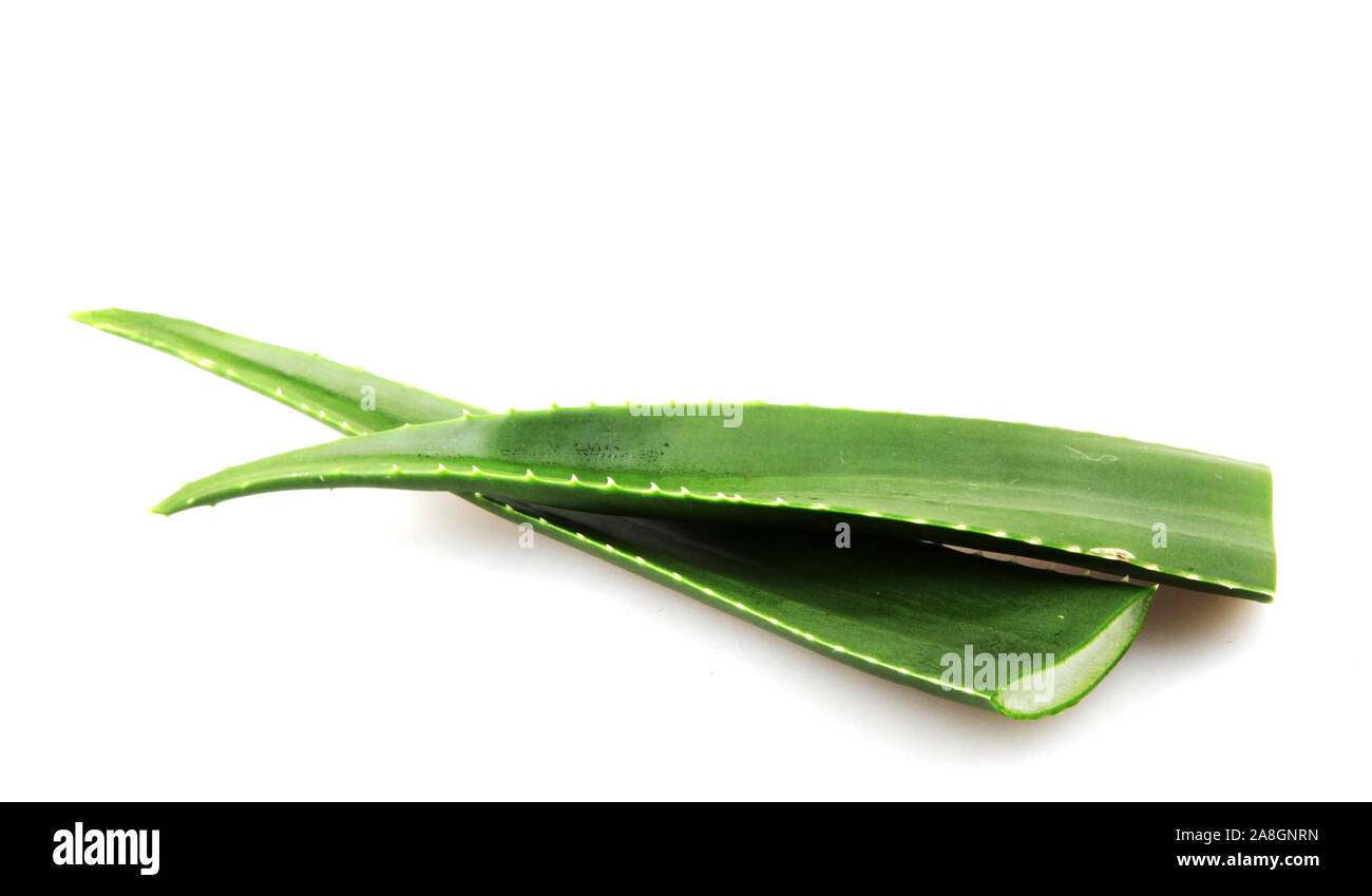 Aloe Vera sobre fondo blanco. Foto de stock