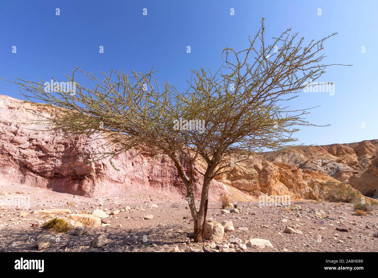 En el árbol de acacia erosiva de los coloridos cerros rojos en el Cañón de las montañas de Eilat. Israel Foto de stock