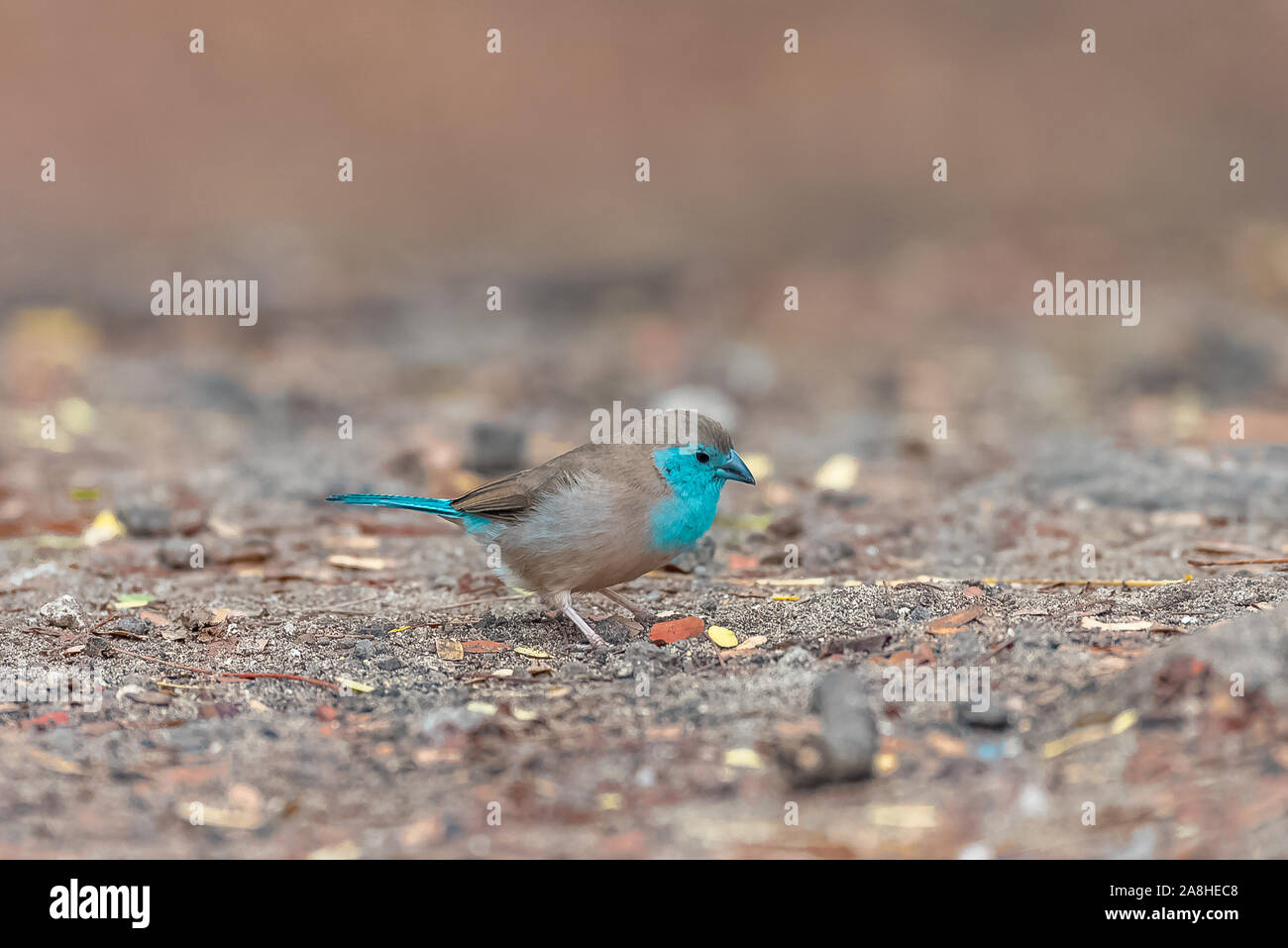 Waxbill azul, pájaro tropical, Uraeginthus angolensis, pájaro azul pequeño en Santo Tomé Foto de stock