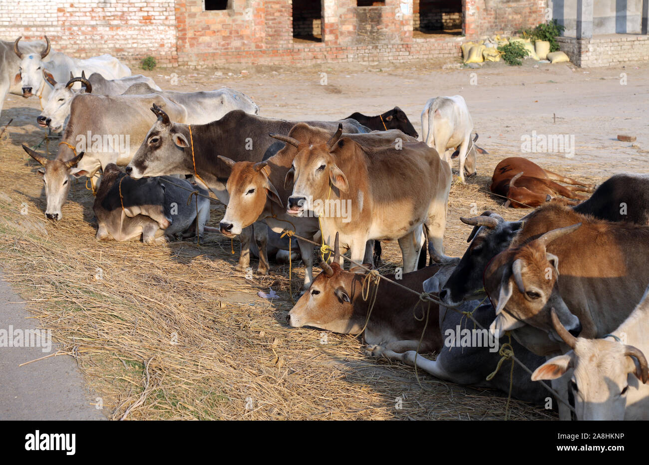 Grupo de vaca descansando en un campo en aldea Kumrokhali, Bengala Occidental, India Foto de stock