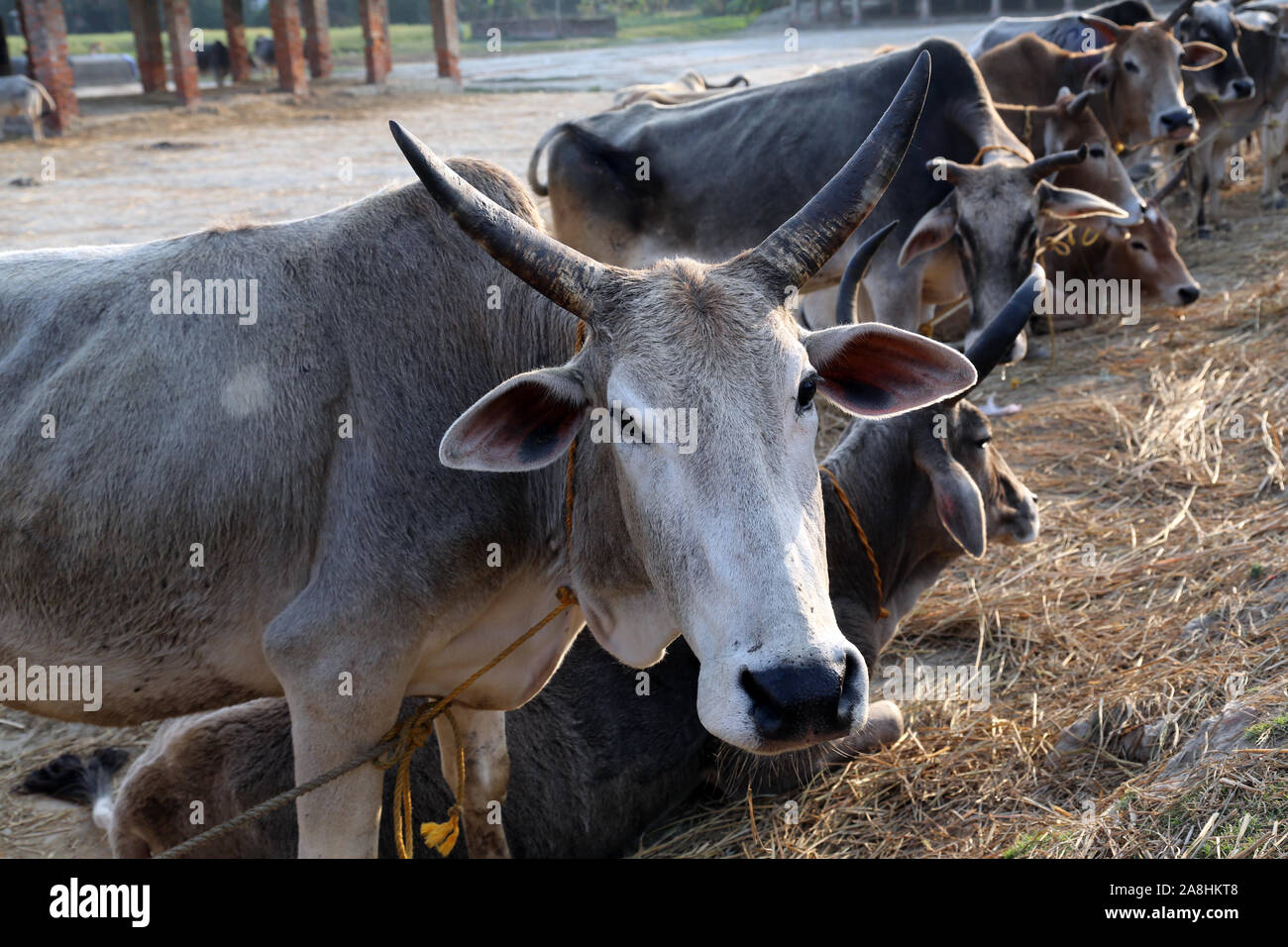 Grupo de vaca descansando en un campo en aldea Kumrokhali, Bengala Occidental, India Foto de stock