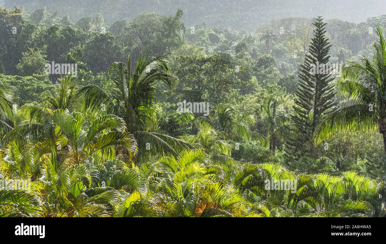 Vegetación tropical en la lluvia, panorama de la isla de Guadalupe Foto de stock