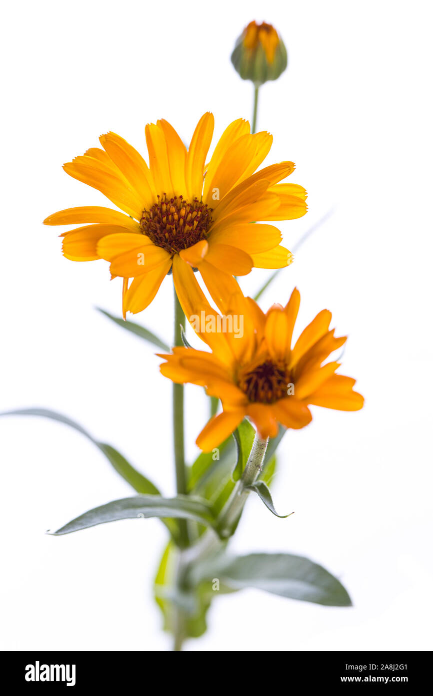 Planta medicinal de mi jardín: Calendula officinalis (caléndula flores abiertas y cerradas) aislado sobre fondo blanco. Foto de stock