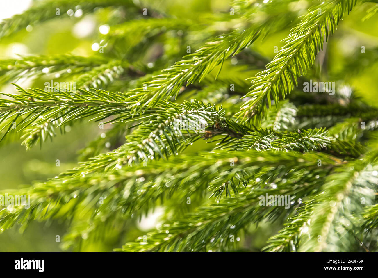 I ha brillante suave madera-verde brillante agujas árbol conífero. pinow Abeto I