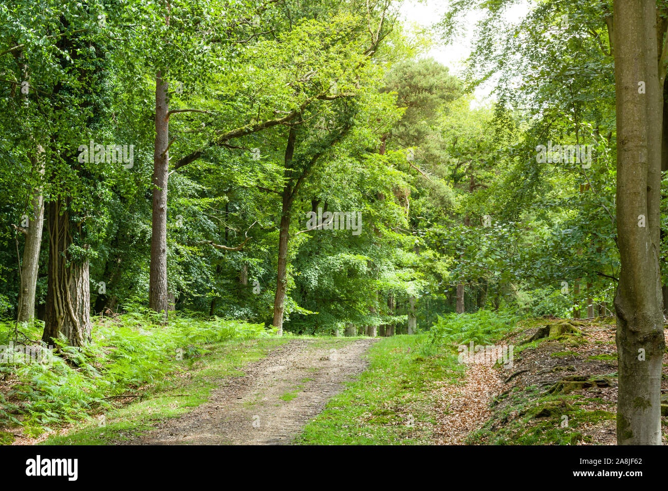 Camino a través del bosque de árboles en New Forest, Hampshire, Reino Unido Foto de stock