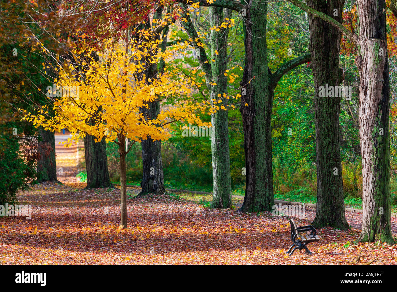 La Madre Naturaleza en pantalla completa como árboles en el sudoeste de Ontario, Canadá la señal del cambio de estaciones de verano a otoño. Foto de stock