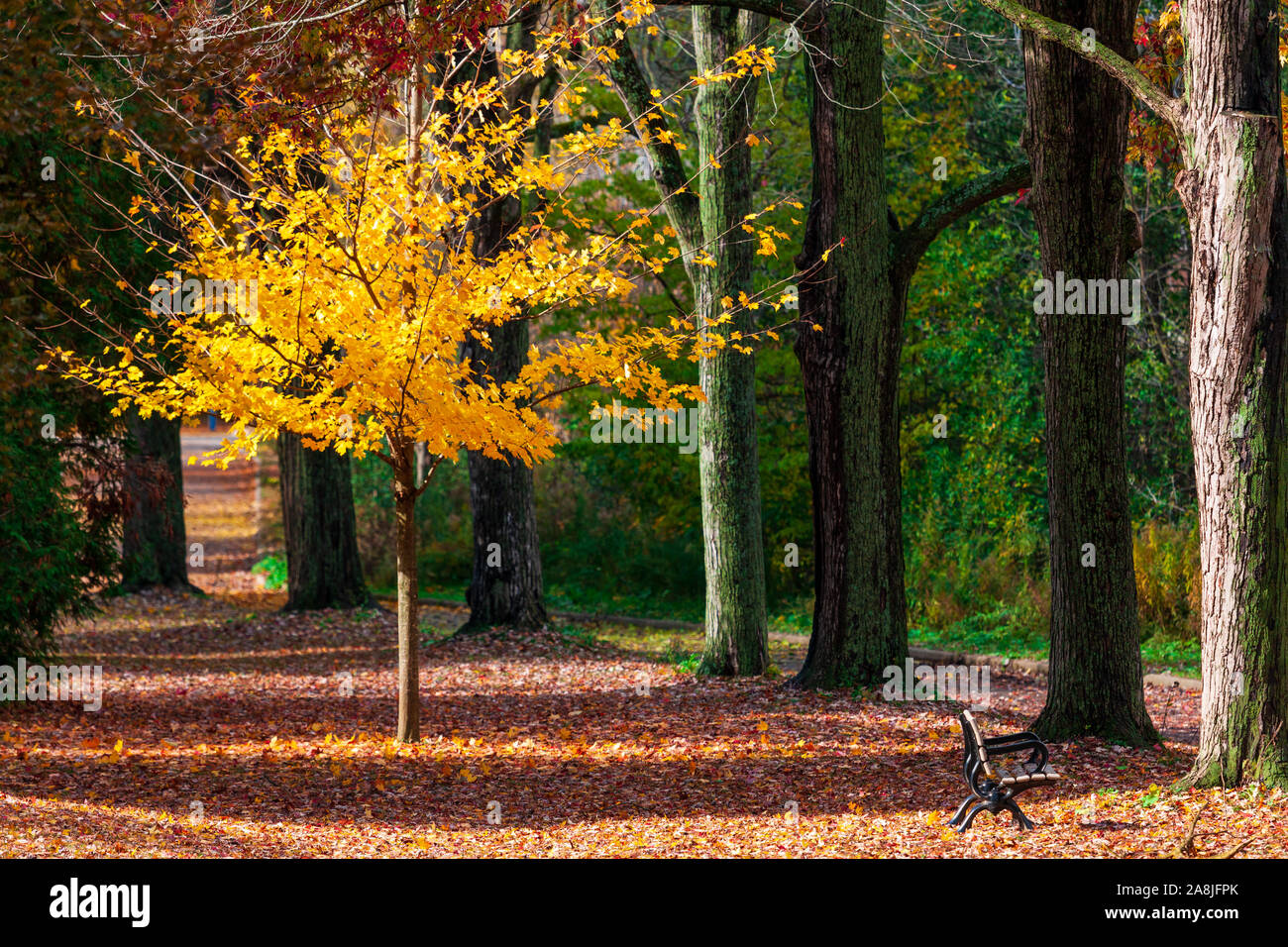 La Madre Naturaleza en pantalla completa como árboles en el sudoeste de Ontario, Canadá la señal del cambio de estaciones de verano a otoño. Foto de stock