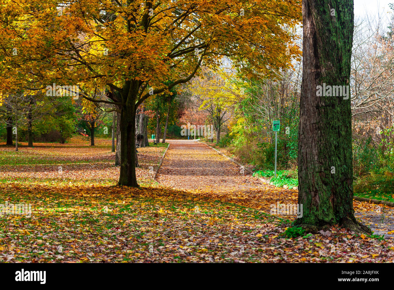 La Madre Naturaleza en pantalla completa como árboles en el sudoeste de Ontario, Canadá la señal del cambio de estaciones de verano a otoño. Foto de stock