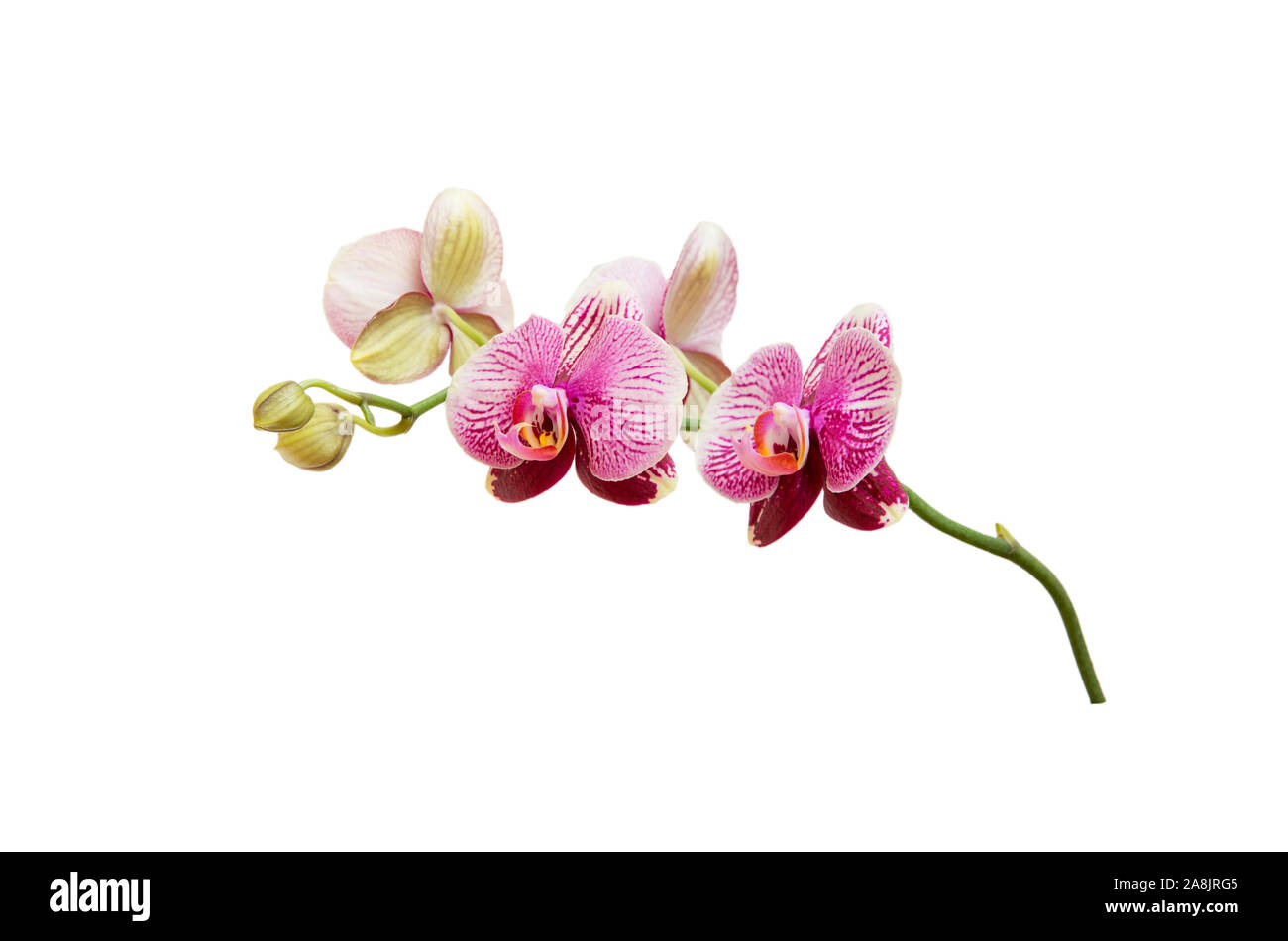 Rama de orquidea de flores fotografías e imágenes de alta resolución - Alamy