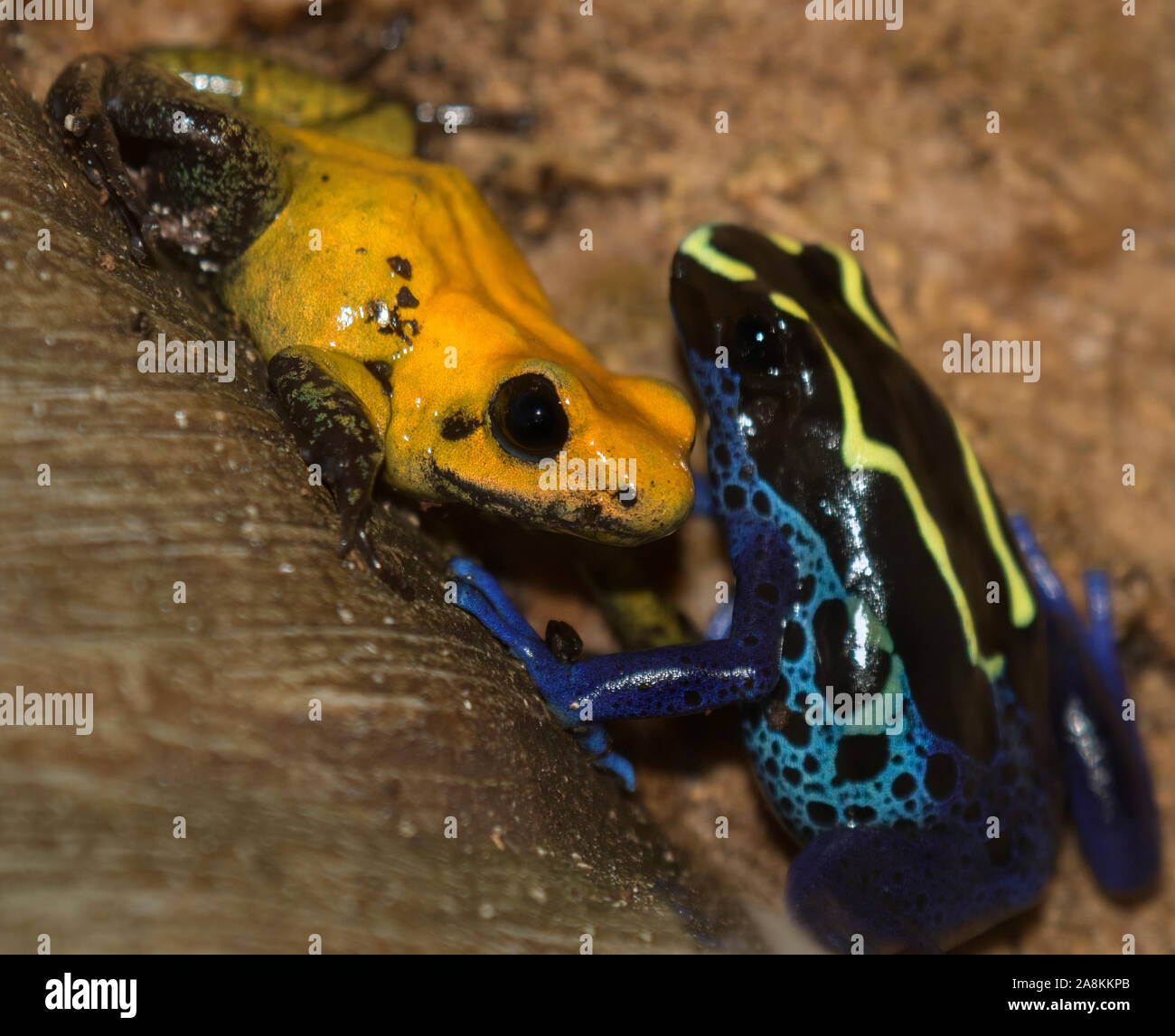 Rana de Dardo de veneno de patas negras (Phyllobates bicolor) y Dendrobates tinctorius, Rana de flecha de veneno de tintura, en la Pirámide de la selva tropical de Moody Gardens Foto de stock