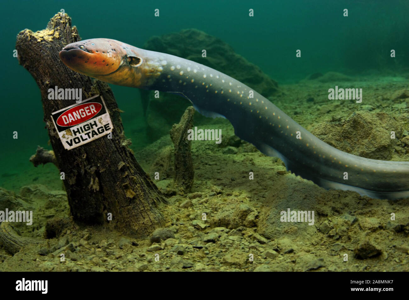 Peces Electricos Fotos E Imagenes De Stock Alamy