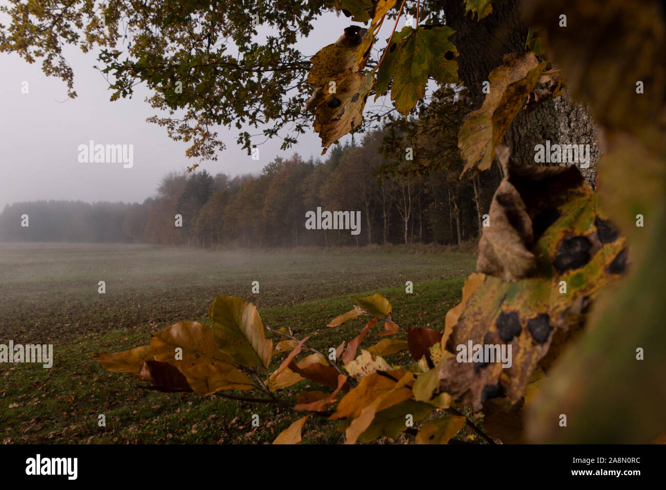 Caminar por la mañana de niebla en Alemania Allgäu campos forestales caer hojas de otoño sur Foto de stock