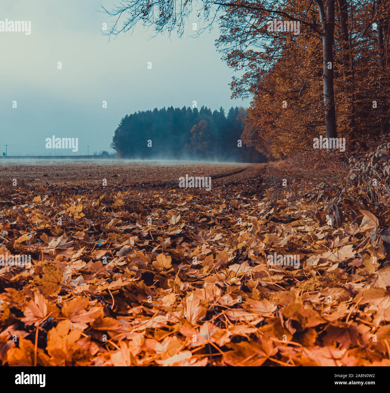 Caminar por la mañana de niebla en Alemania Allgäu campos forestales caer hojas de otoño sur Foto de stock