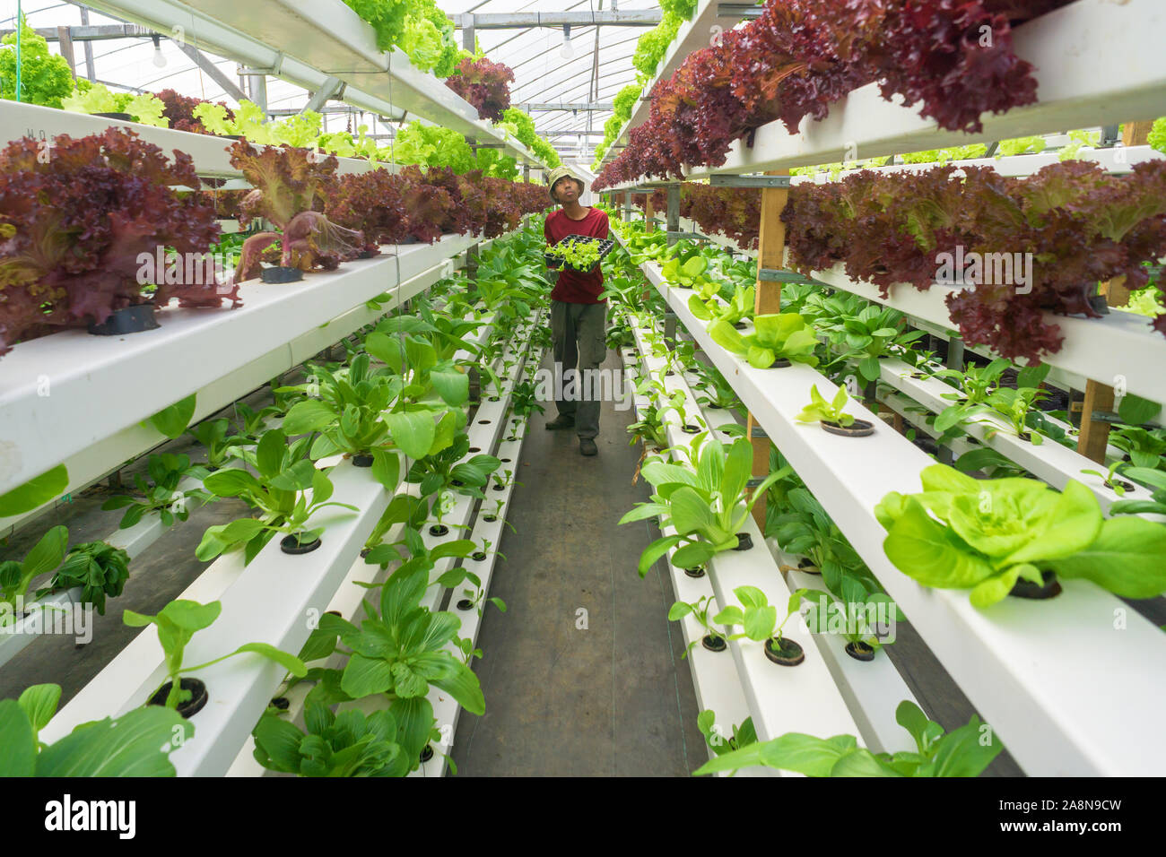 Jóvenes agricultores malayos asiáticos trabajan en orgánicos hidropónicos hortalizas aquaponic moderno .Concepto de joven graduado que trabaja en la granja moderna. Foto de stock