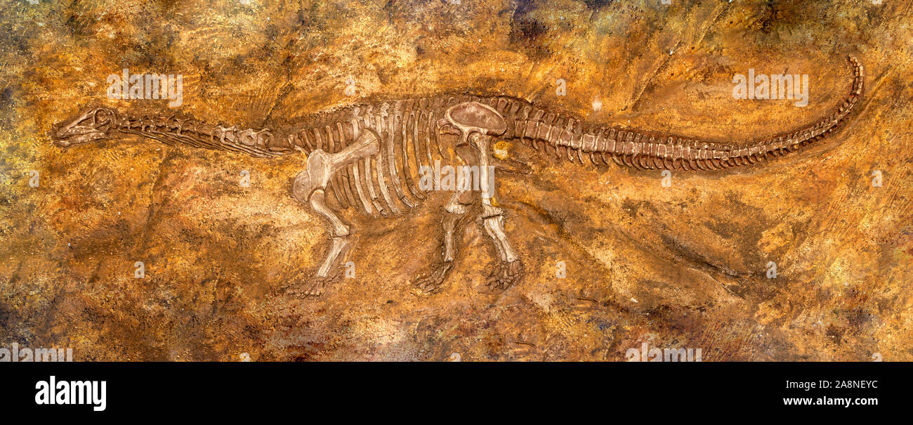 Siamosaurus suteethorni . Restos fósiles de dinosaurio en Phu Wiang parque nacional . Khon Kaen . Tailandia . Foto de stock