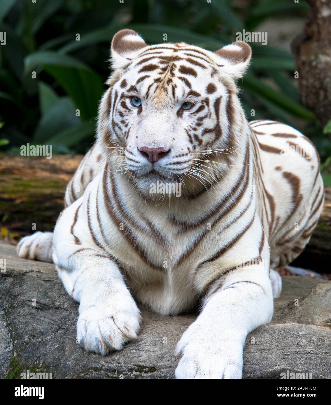 Tigre blanco en una roca Foto de stock