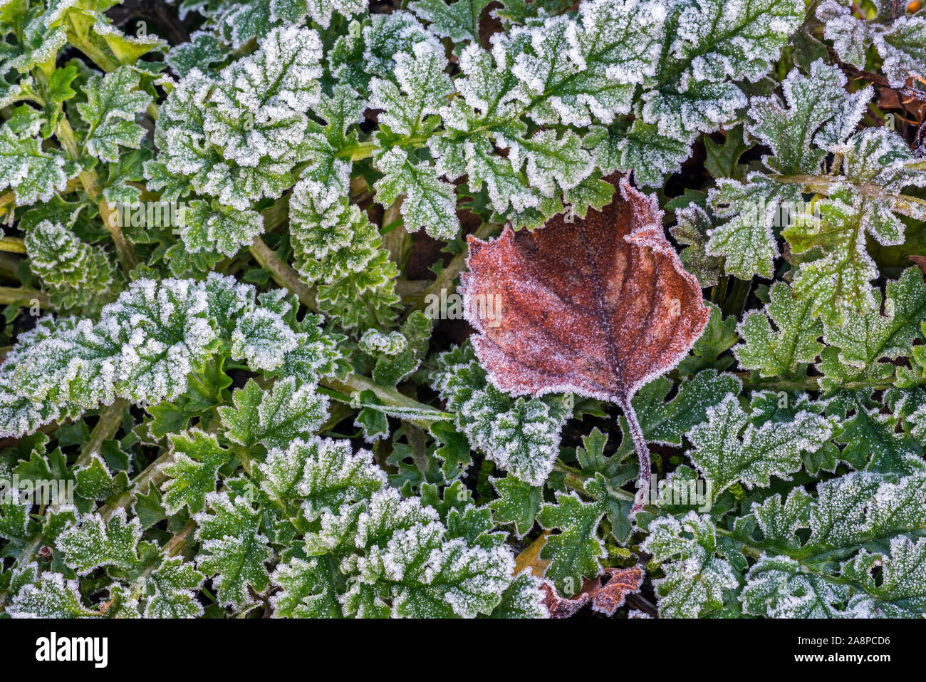 Caído plata abedul (Betula pendula) hoja en el suelo del bosque entre hojas verdes cubiertos de hoar frost / escarcha en otoño / otoño Foto de stock