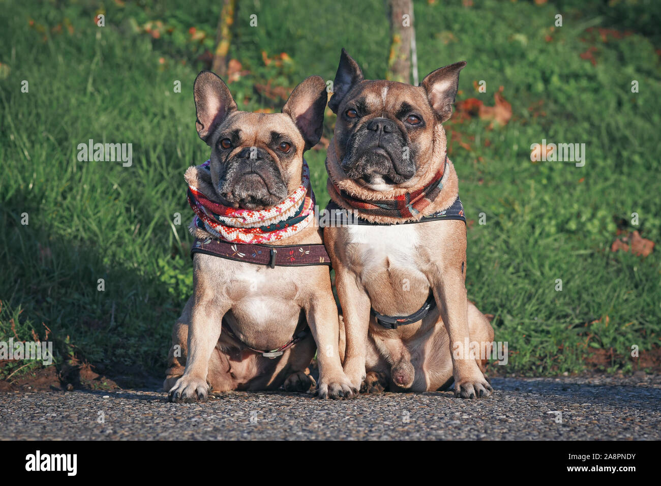 Dos parecidos brown Bulldog Francés perros sentados uno al lado del otro  usando bucles de invierno para proteger del frío Fotografía de stock - Alamy