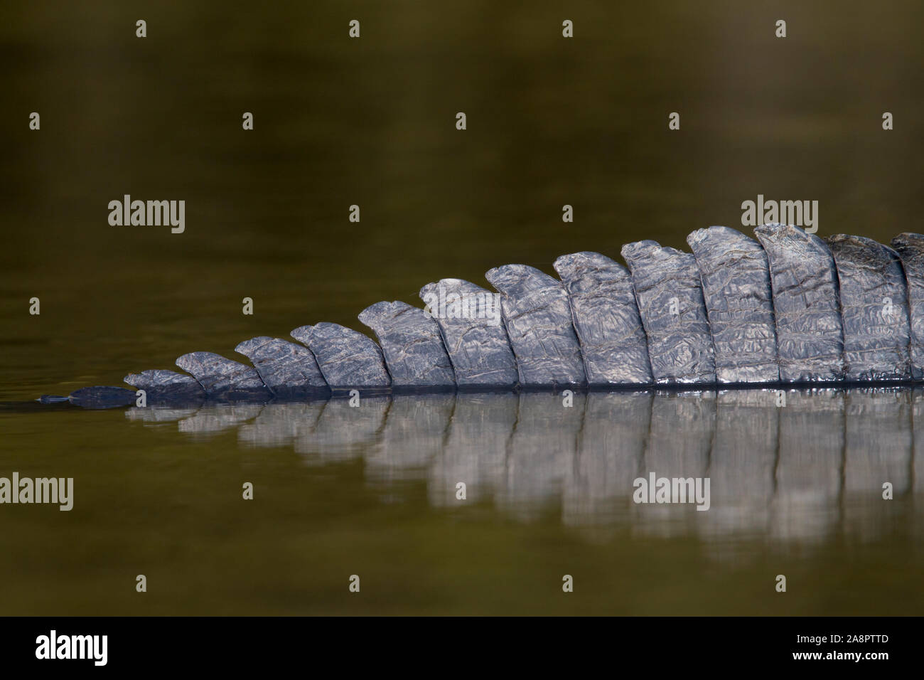 Cocodrilo Americano (Alligator mississippiensis) Detalle de cola, Myakka River State Park, Florida, USA. Foto de stock