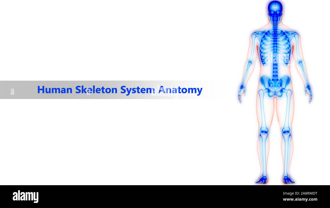 Esqueleto Humano articulaciones óseas Anatomía del sistema Fotografía de stock Alamy Esqueleto Humano articulaciones óseas Anatomía del sistema Fotografía de stock Alamy