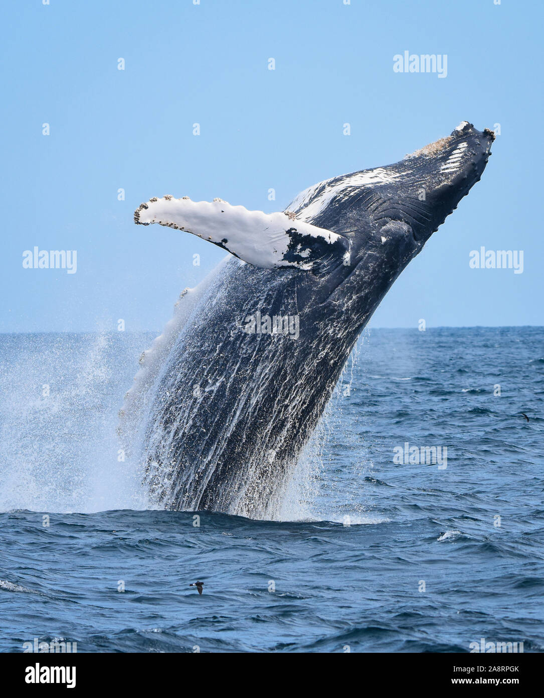 Una ballena Humpback salta fuera del océano con un chorrito de agua streaming sobre él desciende hasta el mar. Foto de stock