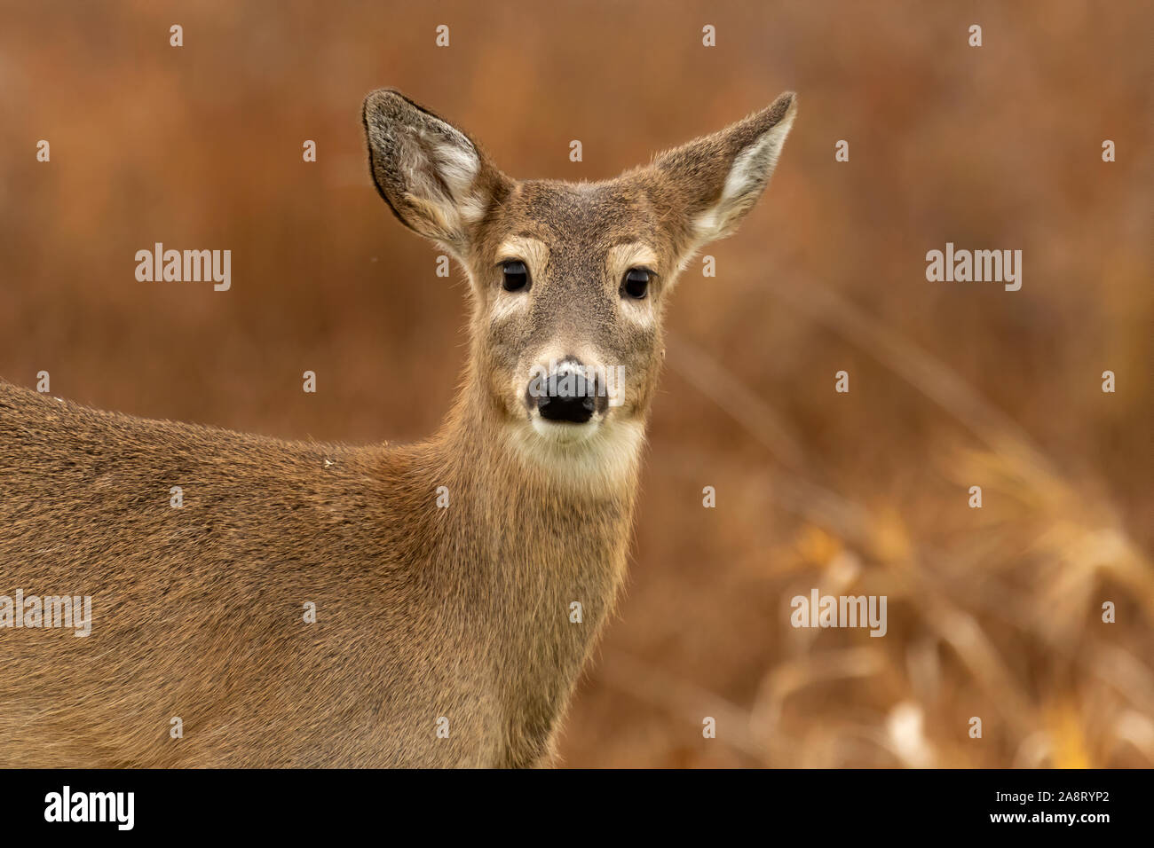 Una vez que una especie en peligro de extinción, el venado de cola blanca colombiana ha ser Una vez que una especie en peligro de extinción, el venado de cola blanca colombiana ha ser
