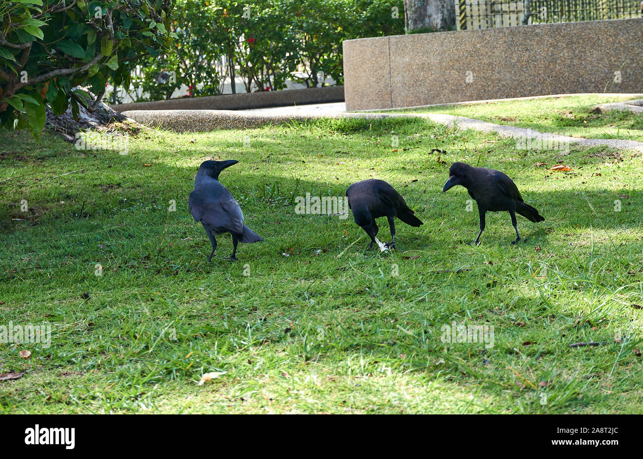 En Penang, Malasia - Octubre 01.2019 : Fotos de paloma y Raven en un pequeño parque junto al Ayuntamiento Foto de stock