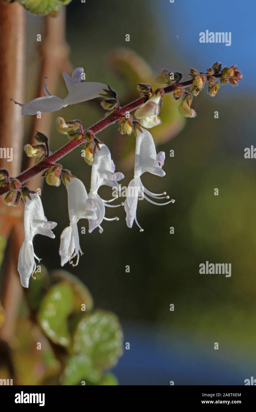 Incienso diminutas flores planta plectranthus coleoides Latino también conocido como pianta d'incenso longitudinal muy fragante planta un potente repelente de mosquitos Fotografía de stock - Alamy Incienso diminutas flores planta plectranthus coleoides Latino también conocido como pianta d'incenso longitudinal muy fragante planta un potente repelente de mosquitos Fotografía de stock - Alamy