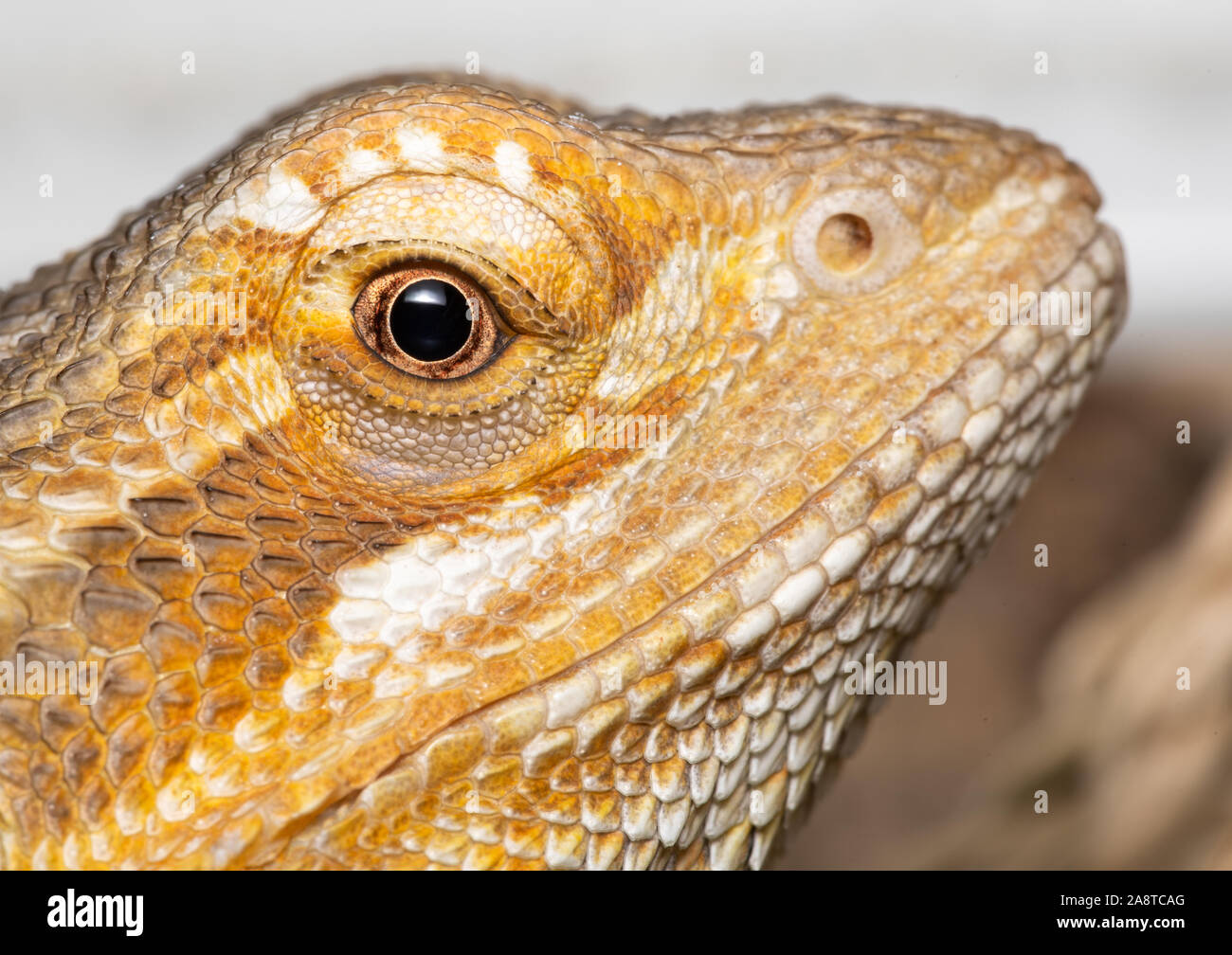 Un dragón biselado pet, con edades en torno a los 6 meses de edad. Foto centrado en la cabeza de este reptil como se ve en la cámara desde una vista lateral Foto de stock
