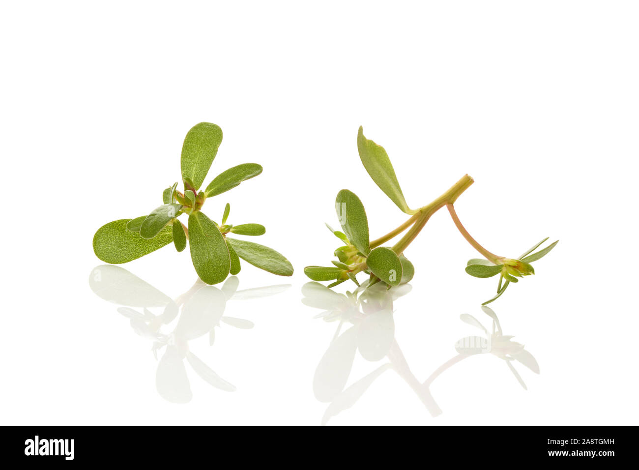 Plantas silvestres comestibles frescos (verdolaga portulaca oleracea) hojas. Hierbas medicinales. Foto de stock