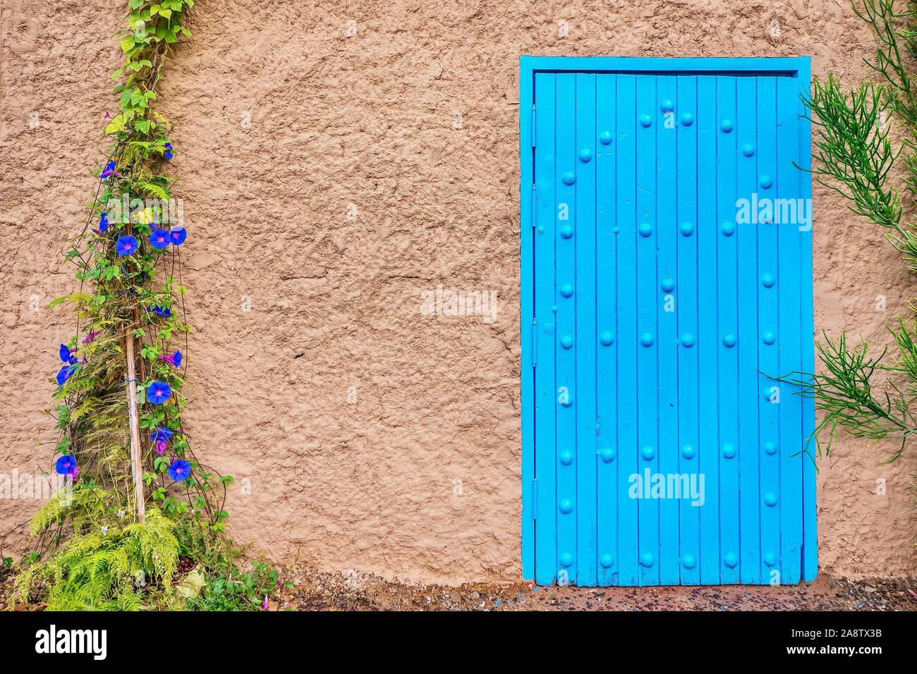 Vista de calle de una simple fachada de edificio rústico en zonas rurales de Marruecos, con una puerta de madera Vibrant blue, una textura de pared exterior, y plantas trepadoras. Foto de stock