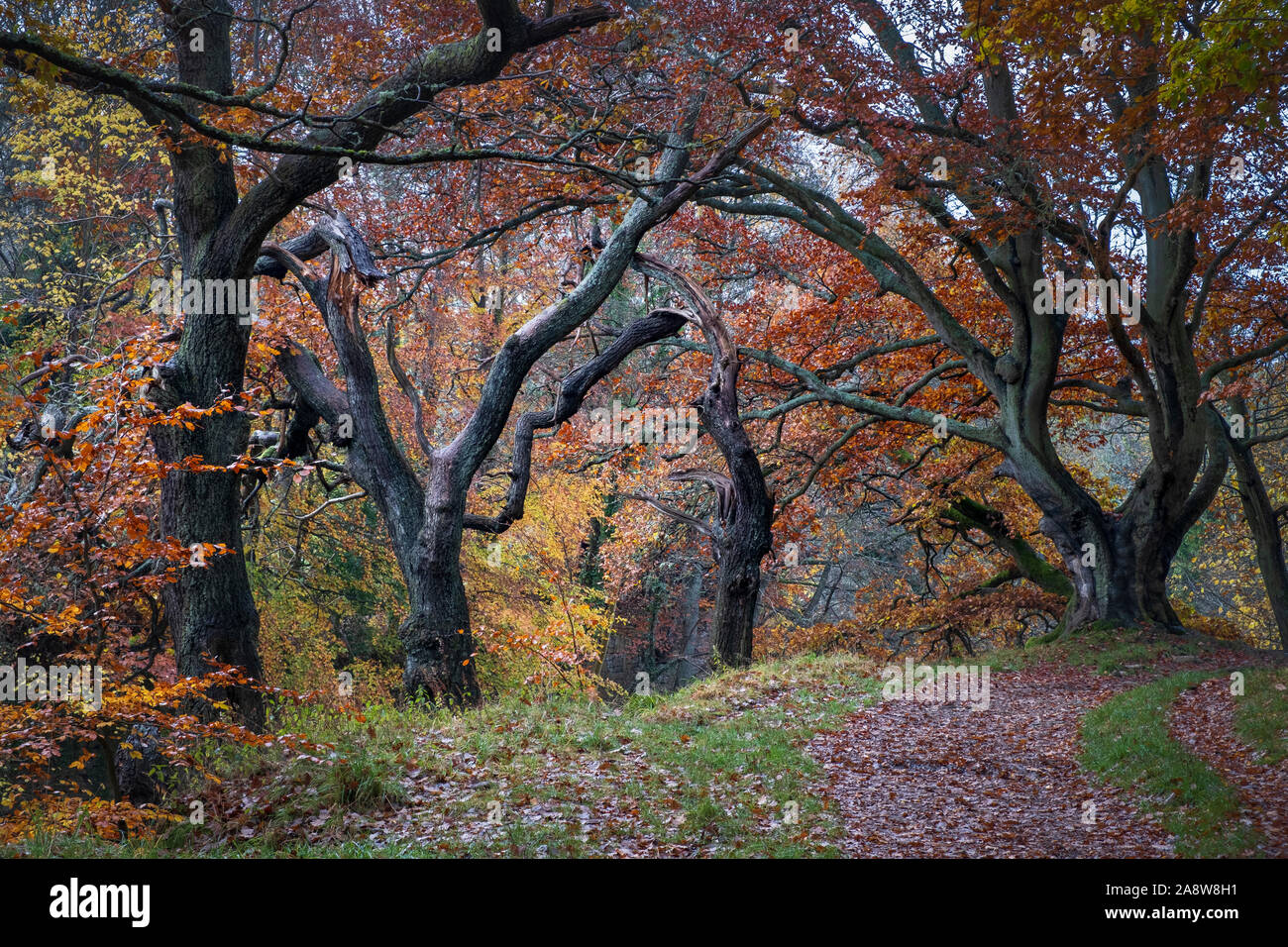 Colores de otoño en los árboles Coulourful landscap, en inglés woodland campo cerca de Shotley puente situado en la frontera de Northumberland y el Condado de Durham Foto de stock