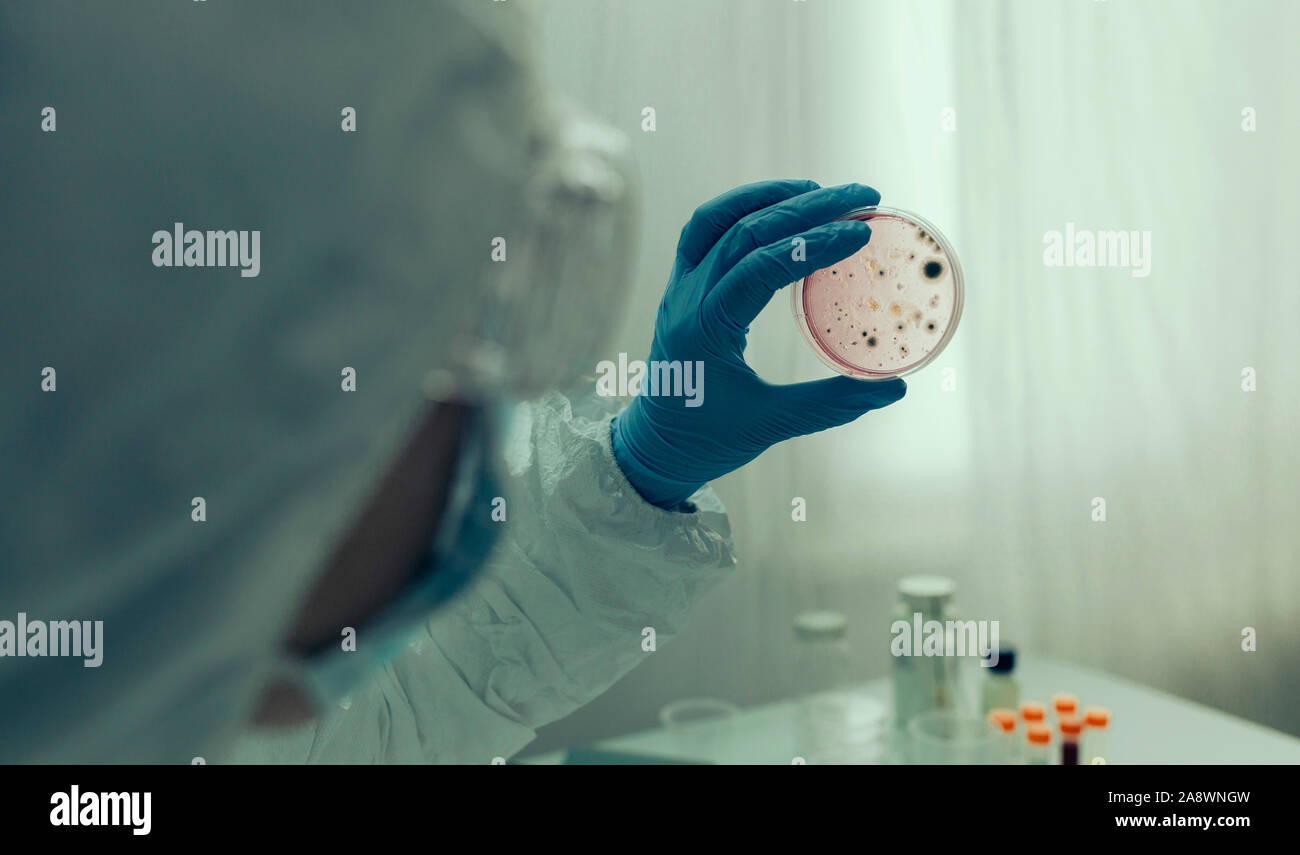 El examen científico de virus en placa de Petri en el laboratorio Foto de stock