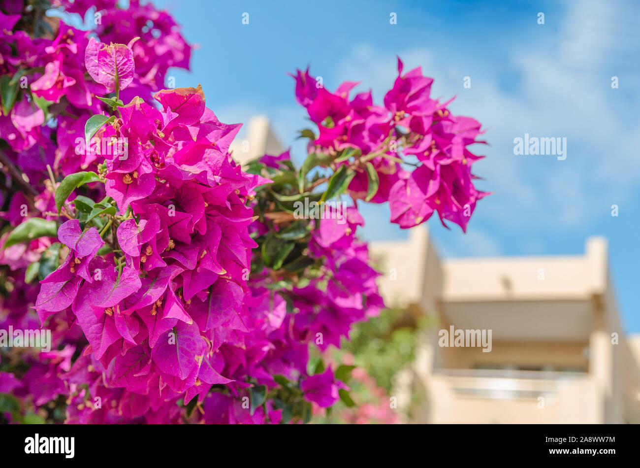 photo Flor Bugambilia Azul https www alamy es el bougainvillea populares plantas tambien conocido como buganvilla y bugambilia hermosas flores vibrantes agaist fondo azul del cielo y el hotel image332482856 html