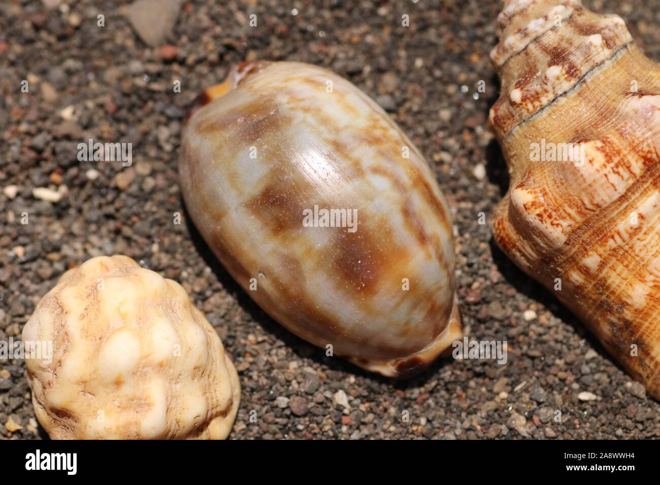 Grupo de pequeños caracoles de mar playas de negra arena volcánica. Conchas de diferentes formas. Óvalo caracola concha cónica de el caracol de mar Cypraeidae. Foto de stock