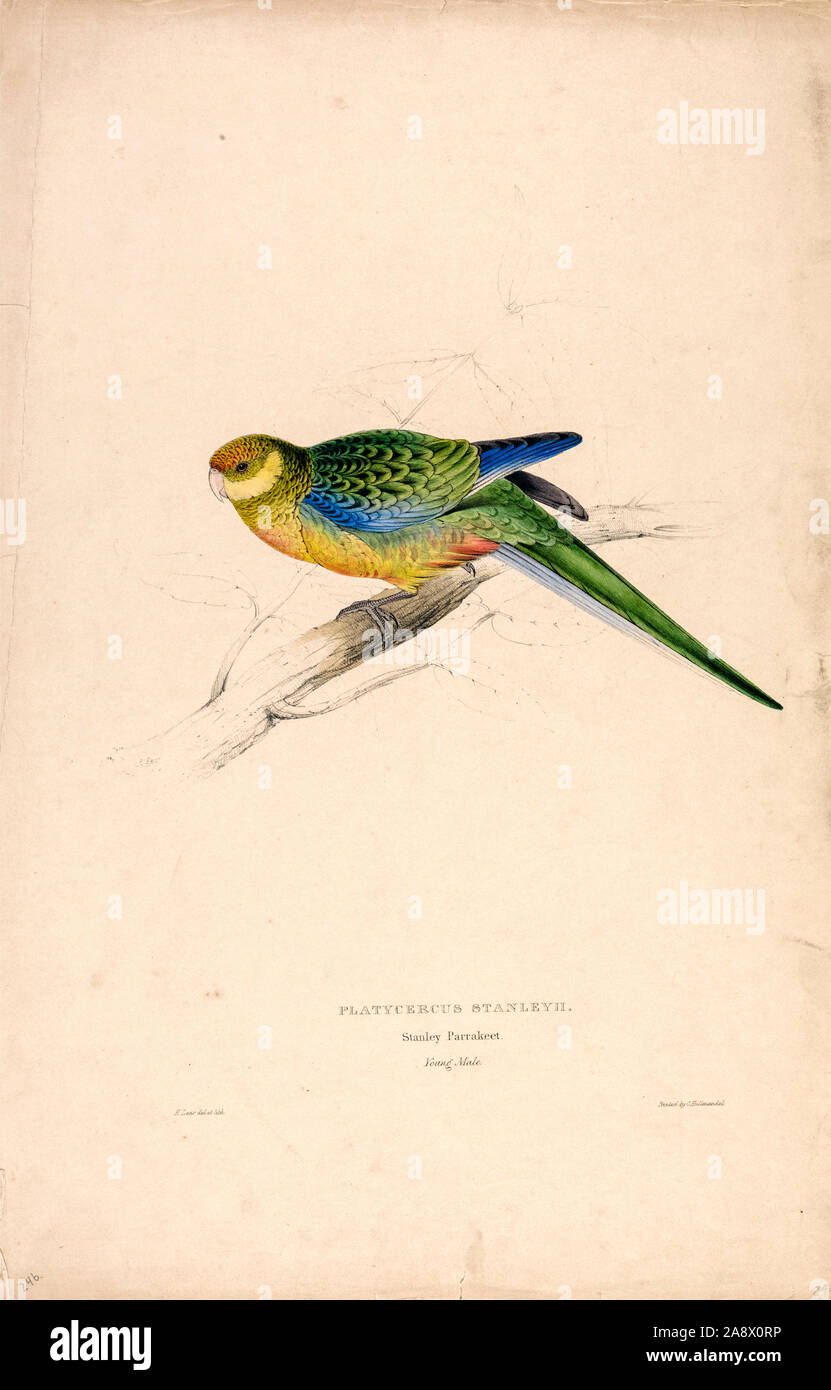 Edward Lear, Stanley Parrakeet, ('Young Male'), ('Platycercus Stanleyii') , ilustración, 1832 Foto de stock