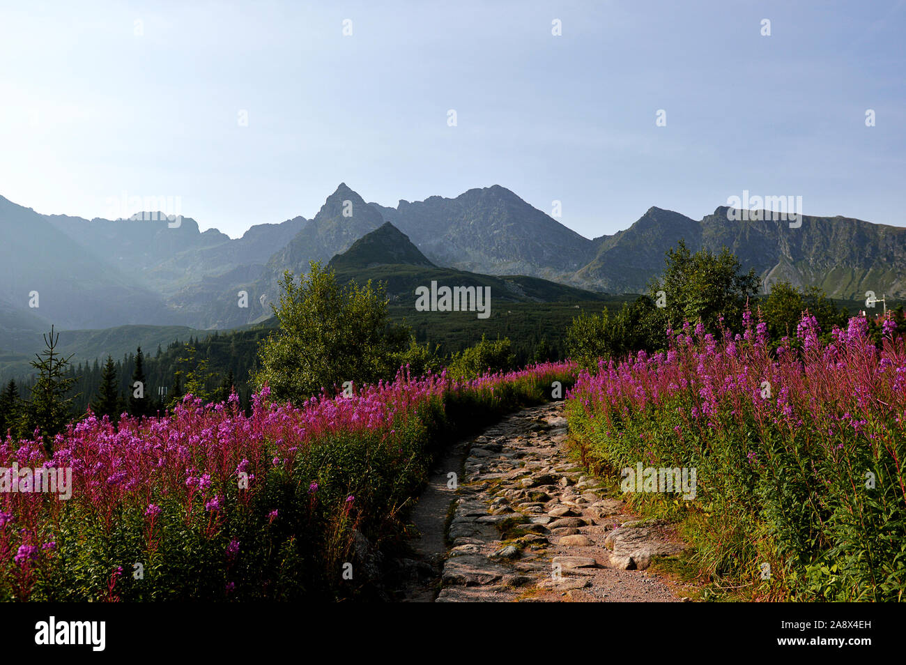 Ruta de montaña con flores coloridas en Zakopane Polonia Foto de stock