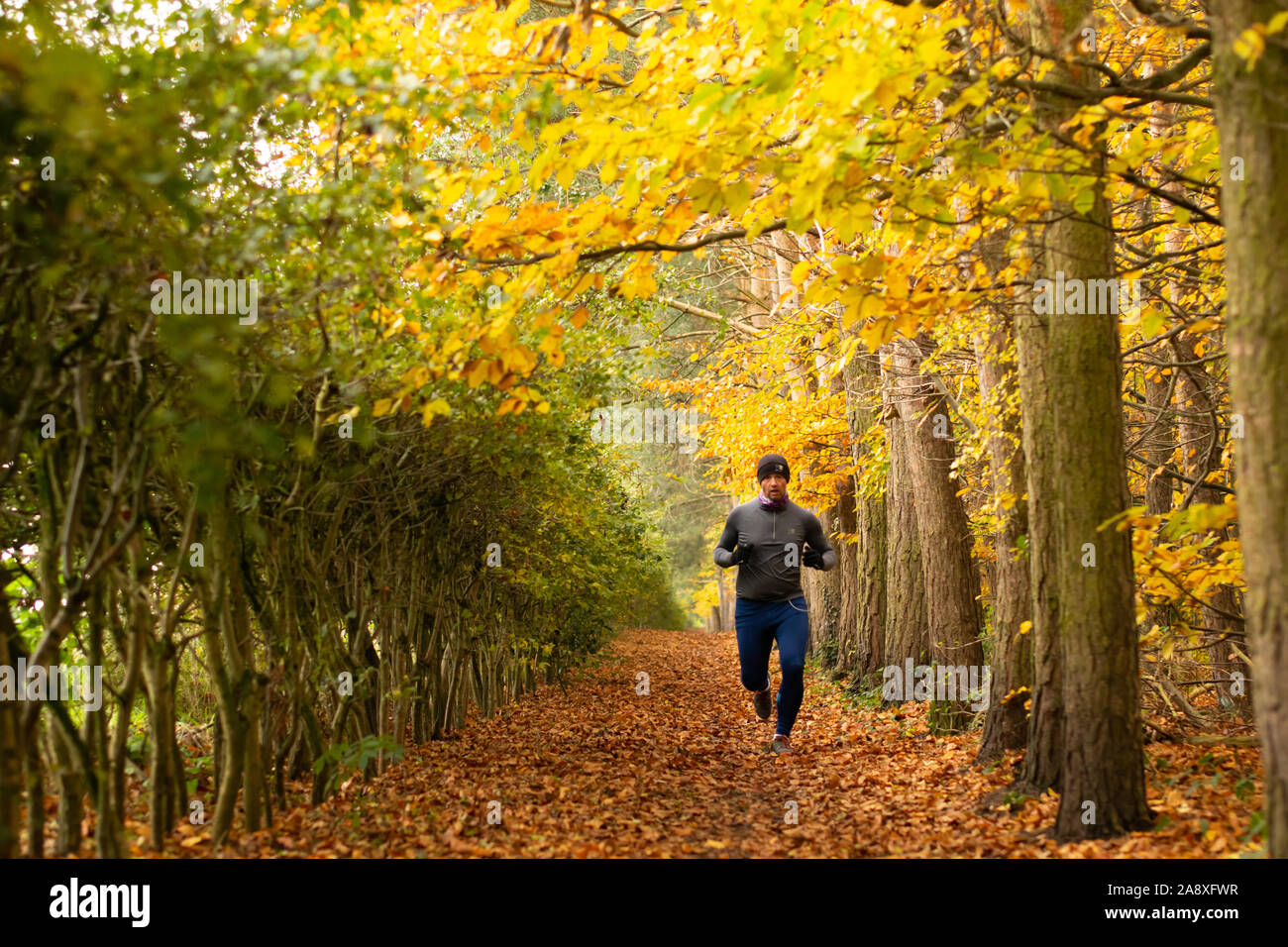 Hombre en ropa caliente corriendo en hojas de ruta de Cheshire cubiertas bordeadas por hayas y espinos en otoño de ajuste Foto de stock
