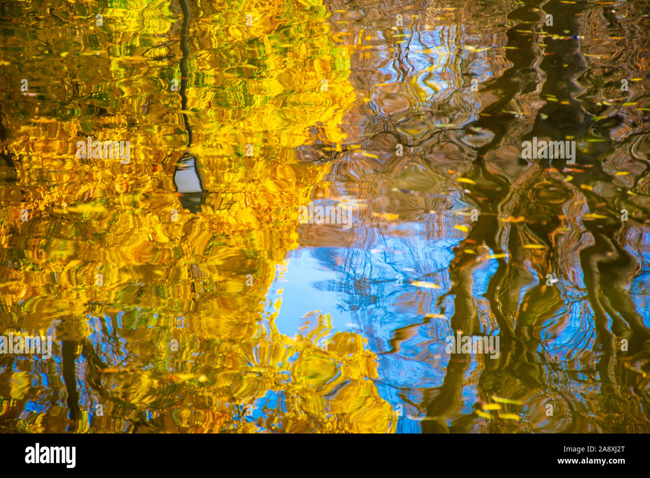 Hermoso parque en otoño con la vieja farola y hojas amarillas se reflejan en el agua Foto de stock