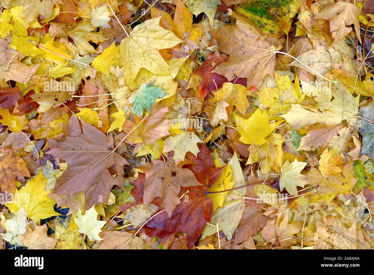 Coloridas hojas de otoño del árbol de avión Londres cubriendo un bosque piso, UK Foto de stock