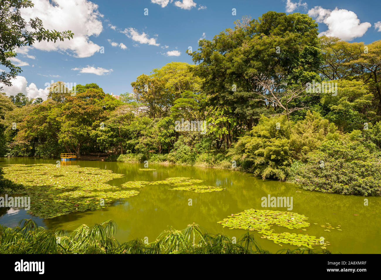 El jardín botánico de Medellín, Colombia. Foto de stock