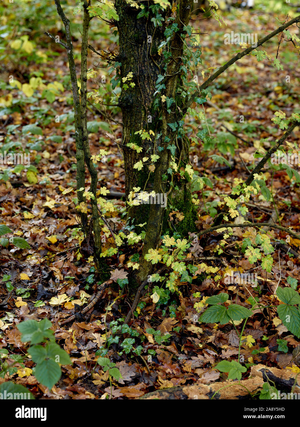 Bosques naturales, paisajes en otoño en inglés Fotografía de stock Alamy