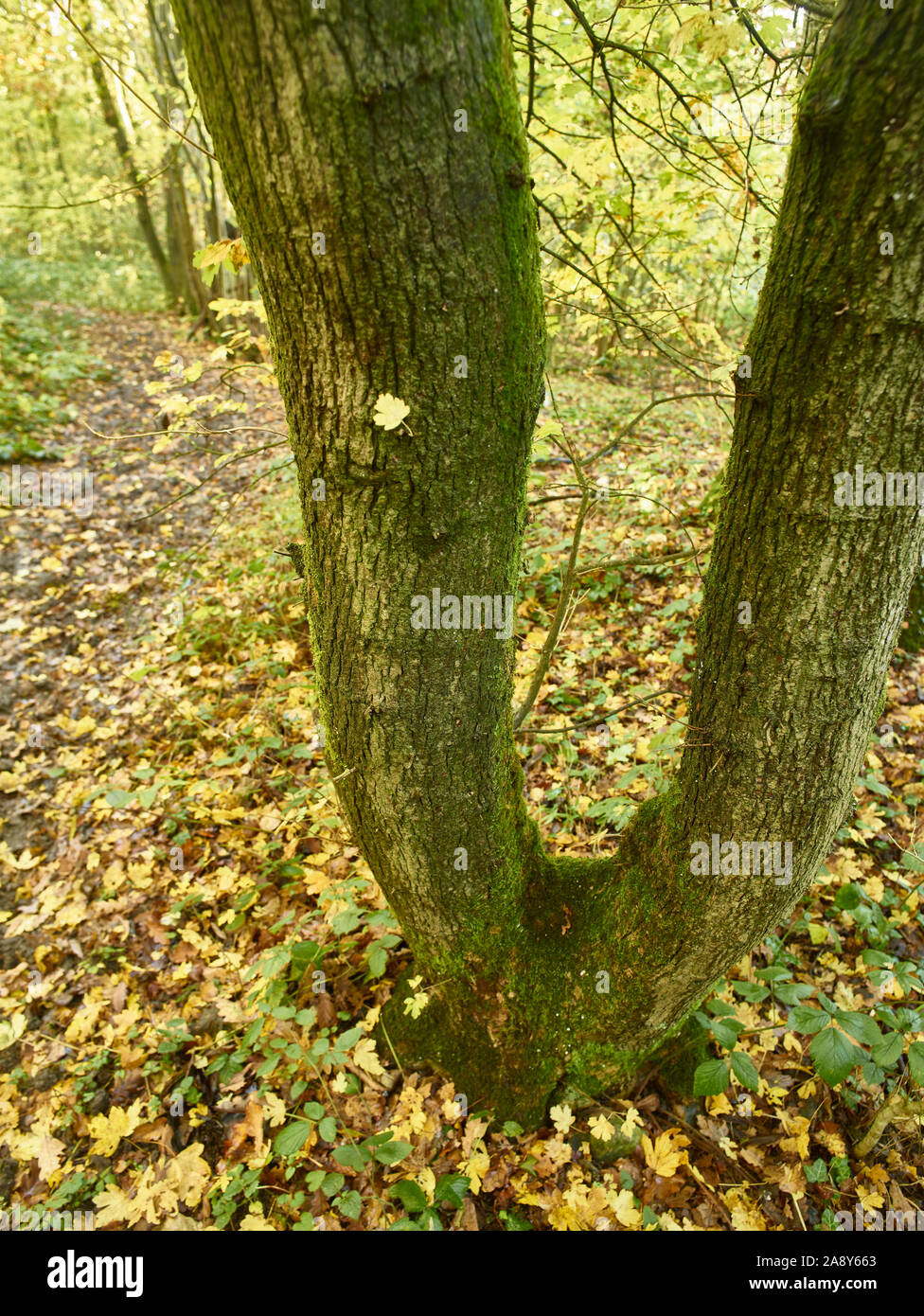 Bosques naturales, paisajes en otoño en inglés Fotografía de stock Alamy