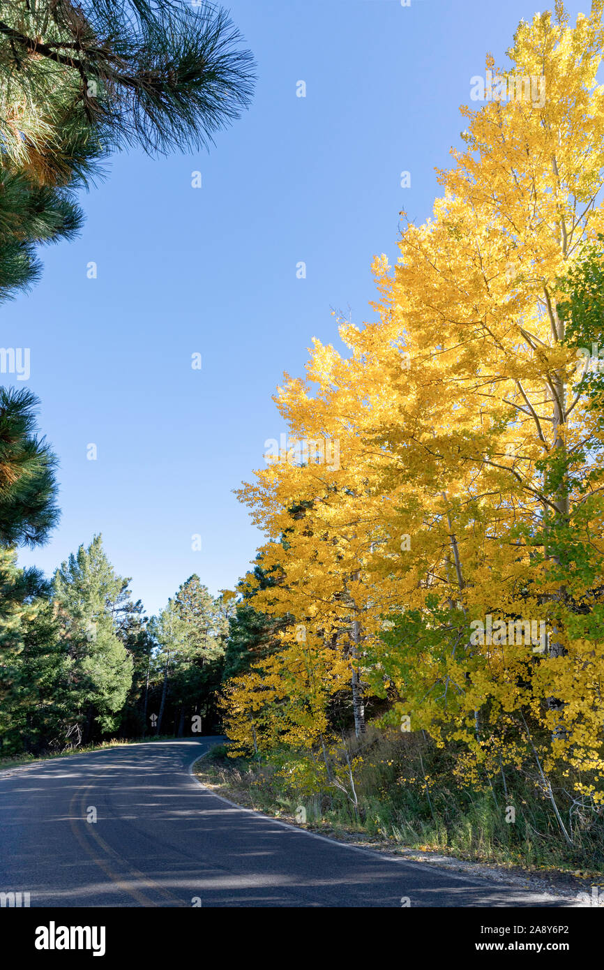 Aspen otoño colorido en la cima de Mt. Lemmon, montañas de Santa Catalina, el Bosque Nacional de Coronado, Tucson, Arizona, EE.UU. Foto de stock