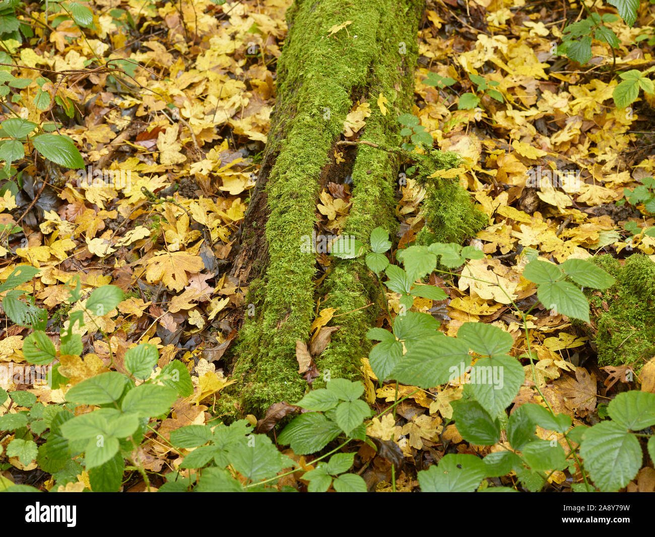 Bosques naturales, paisajes en otoño en inglés Fotografía de stock Alamy