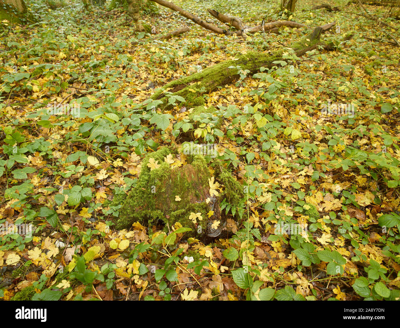 Bosques naturales, paisajes en otoño en inglés Fotografía de stock Alamy