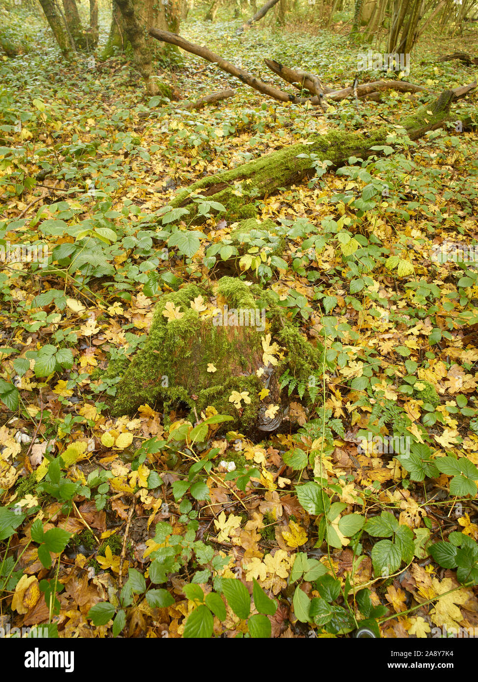 Bosques naturales, paisajes en otoño en inglés Fotografía de stock Alamy