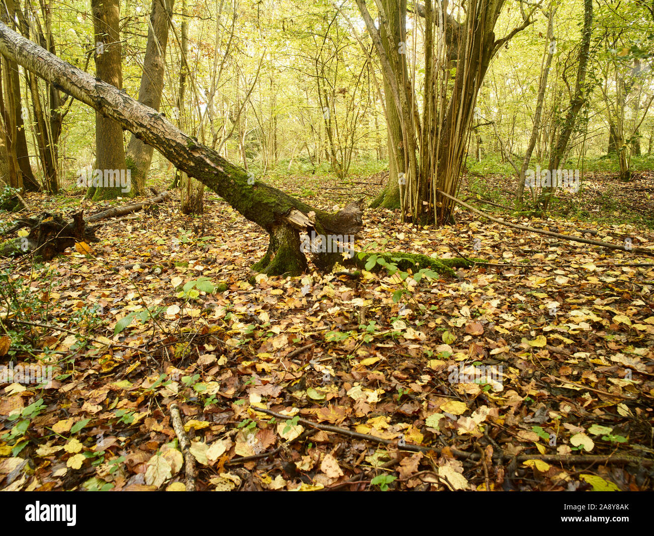 Bosques naturales, paisajes en otoño en inglés Fotografía de stock Alamy