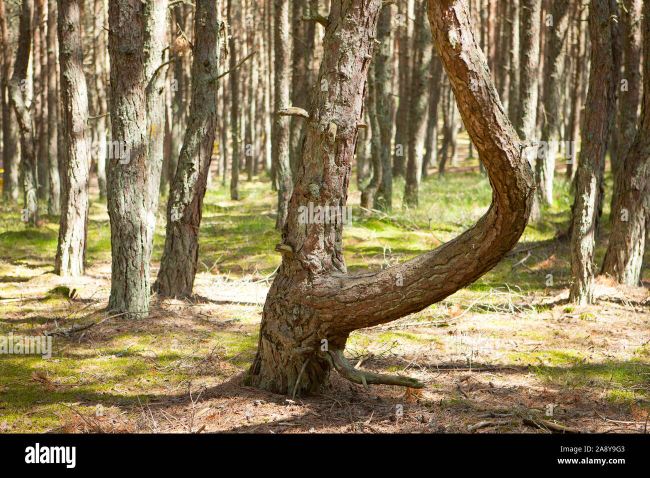 Kurshskaya Kosa - Istmo de Curlandia, la región de Kaliningrado, Rusia: Dancing Forest Foto de stock